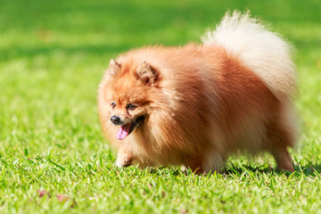 Pomeranian dog walking on green grass in the garden