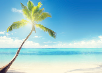 Fototapeta na wymiar Caribbean sea and coconut palm
