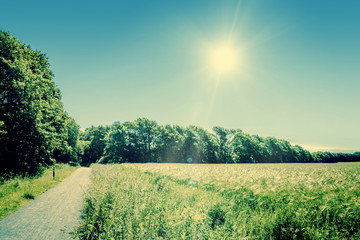 Nature path surrounded by fields and trees