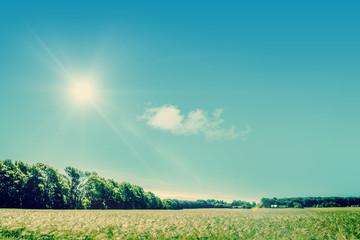 Countryside field with sunshine