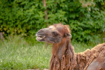 Camel headshot on natural surroundings