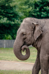 Fototapeta premium Old cute elephant eating straw