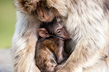 Berber monkey mom holding it's baby