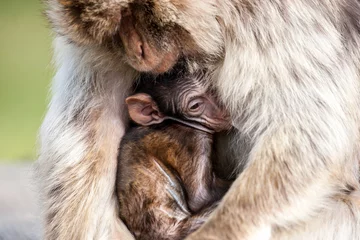 Papier Peint photo Lavable Singe Berber monkey mom holding it's baby