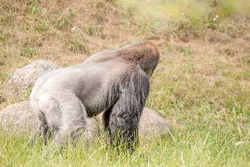 Hairy gorilla looking away