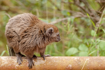 Red gentle lemur on a branch © Polarpx