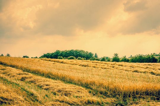 Dry agricultural field landscape