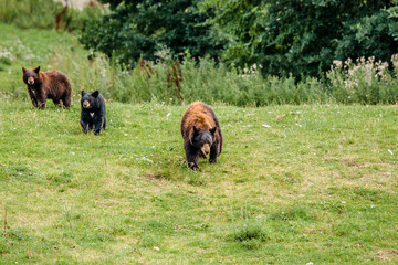 Family of american black bears