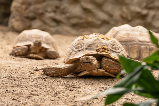 Old turtles crawling in the sand
