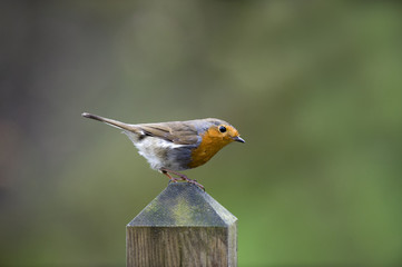 Robin on Fencepost