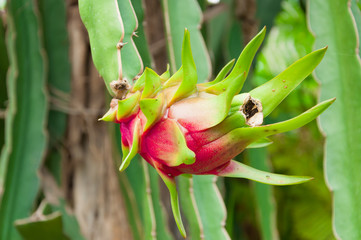 Obraz premium The dragon fruit