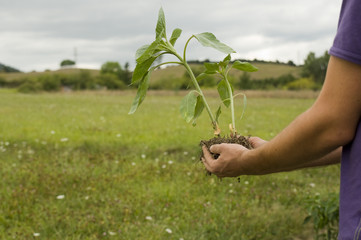 Fototapeta na wymiar Farmer's hands planting a sunflower little plant