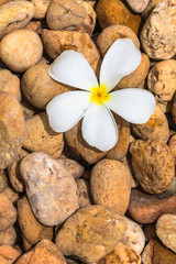 plumeria on pebbles background.