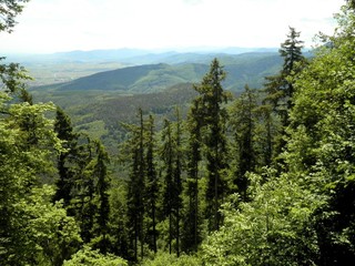 Pine Forest Mountain France