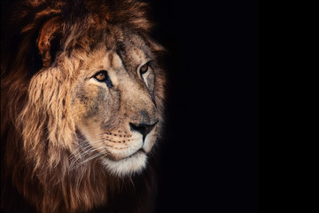 Obraz na płótnie Canvas Beautiful lion on a black background.