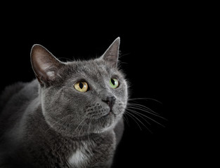 Obraz premium Pysk kota na czarnym tle.