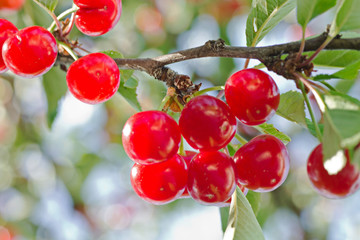 Cherries