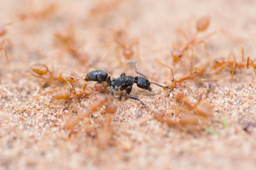Ant life.