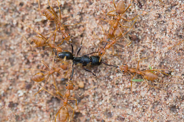 Ant life.