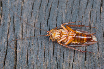 cockroach