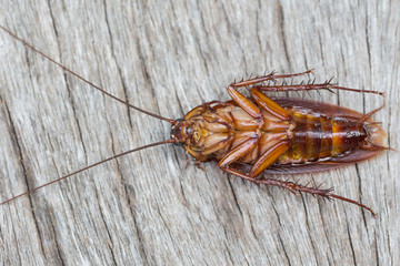 cockroach