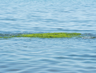 Blue sea