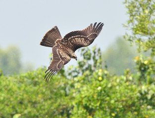 black kite