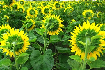 Sonnenblumen von hinten 14
