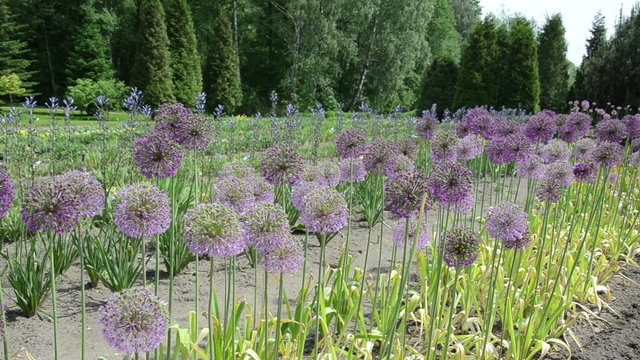 round decorative great garlic (Allium giganteum) flower buds