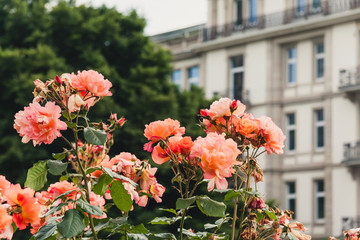 Beautiful peach colored roses