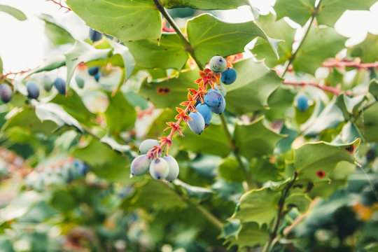 Blue berries on a branck with green leafs