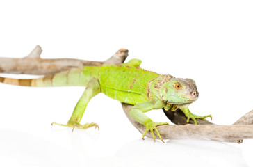 green agama close up. isolated on white background