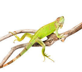 Fototapeta premium green iguana crawling on dry branch. isolated on white backgroun