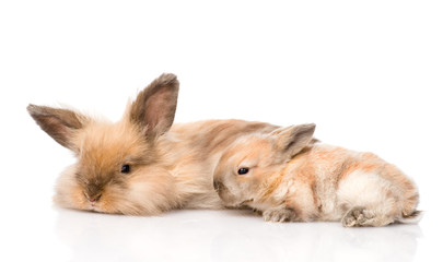 adult rabbit and newborn bunny. isolated on white background