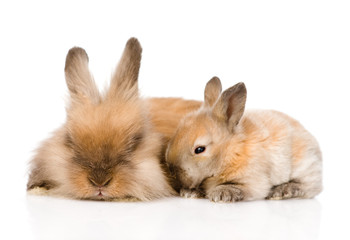 family of rabbits. isolated on white background