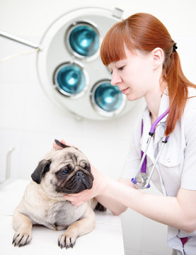 pug dog having a check-up in his ear by a veterinarian