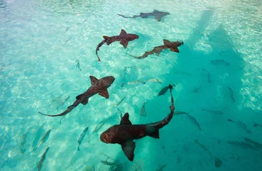 Nurse sharks © TravelPhotoBloggers