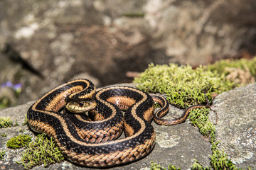 Fototapeta premium Eastern Garter Snake