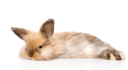 fluffy rabbit looking at camera. isolated on white background