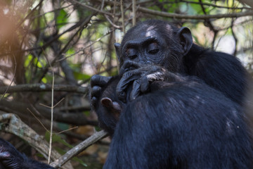 Chhimpanzees grooming