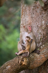 monkey