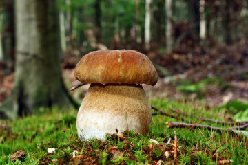 Boletus