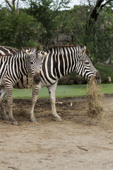 Fototapeta na wymiar African Zebra eating grass
