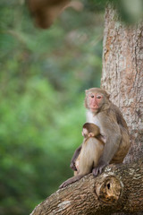 monkey