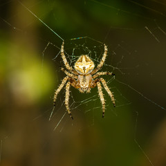 The little spider