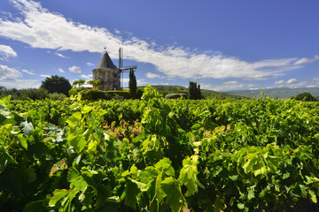 Le moulin dans ses vignes, département du Vaucluse en région Provence-Alpes-Côte-d'Azur, France - obrazy, fototapety, plakaty