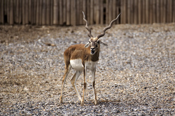 Black buck