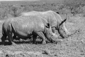 Obraz premium Wildlife Rhino Calf Black White Vintage