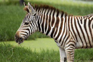 Fototapeta na wymiar African Zebra eating grass