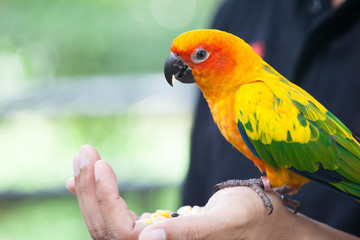 Parrot bird eating on the hand